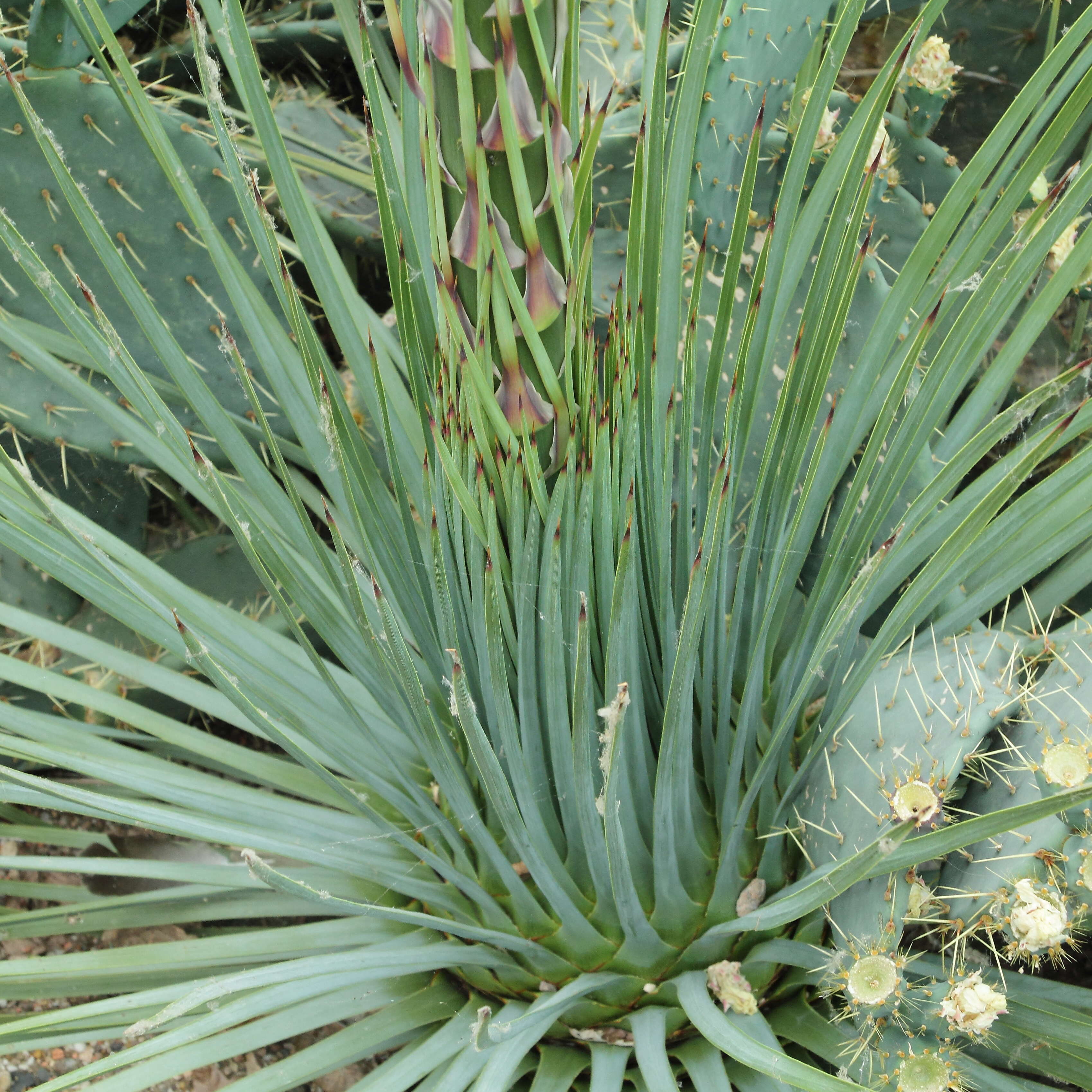 Image of hesperoyucca