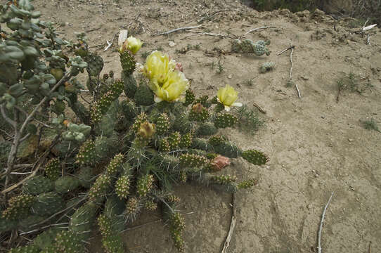 Opuntia × debreczyi resmi