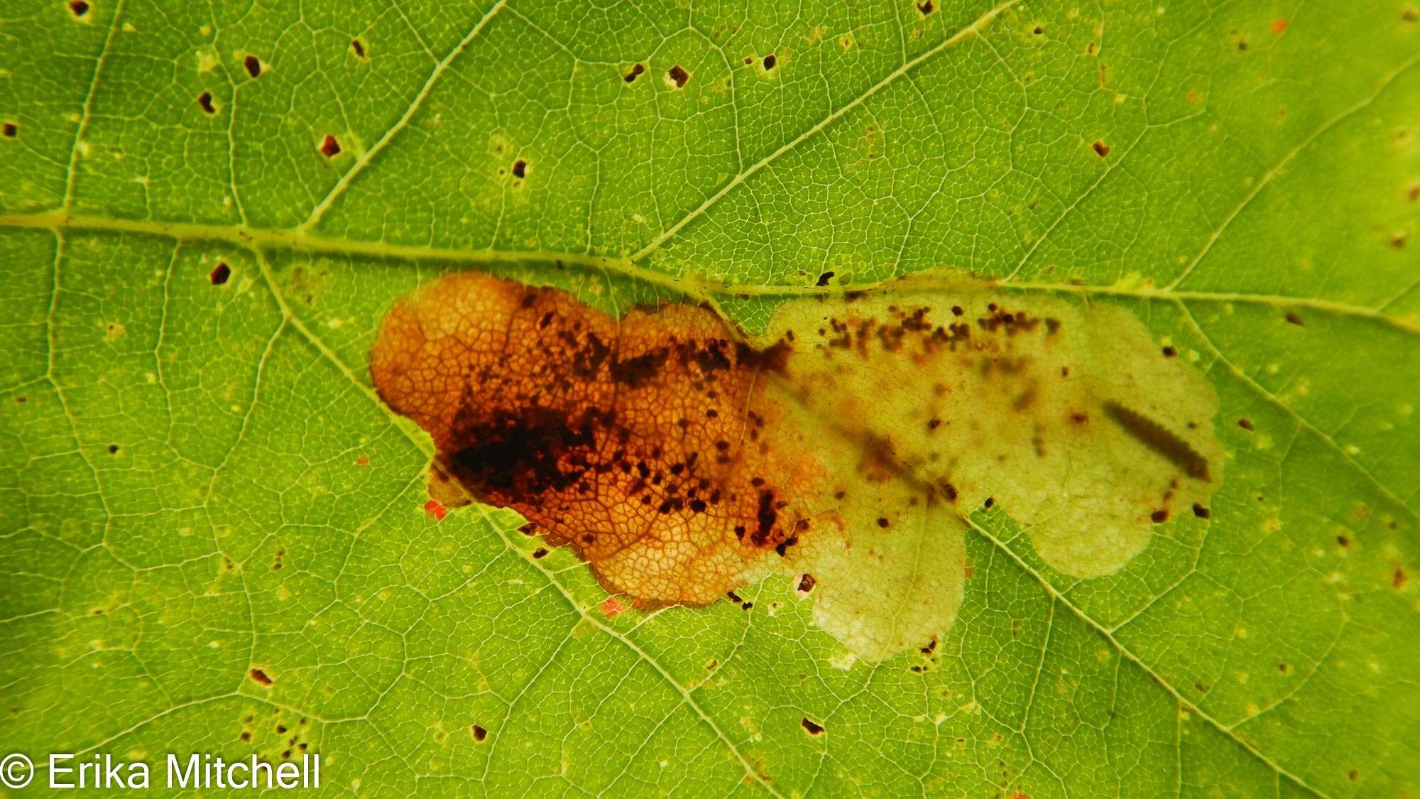 Image of Maple Leafblotch Miner