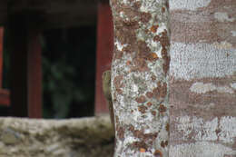 Image of Asian pygmy squirrel