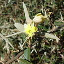 Image of Sarcotoxicum salicifolium (Griseb.) Cornejo & Iltis