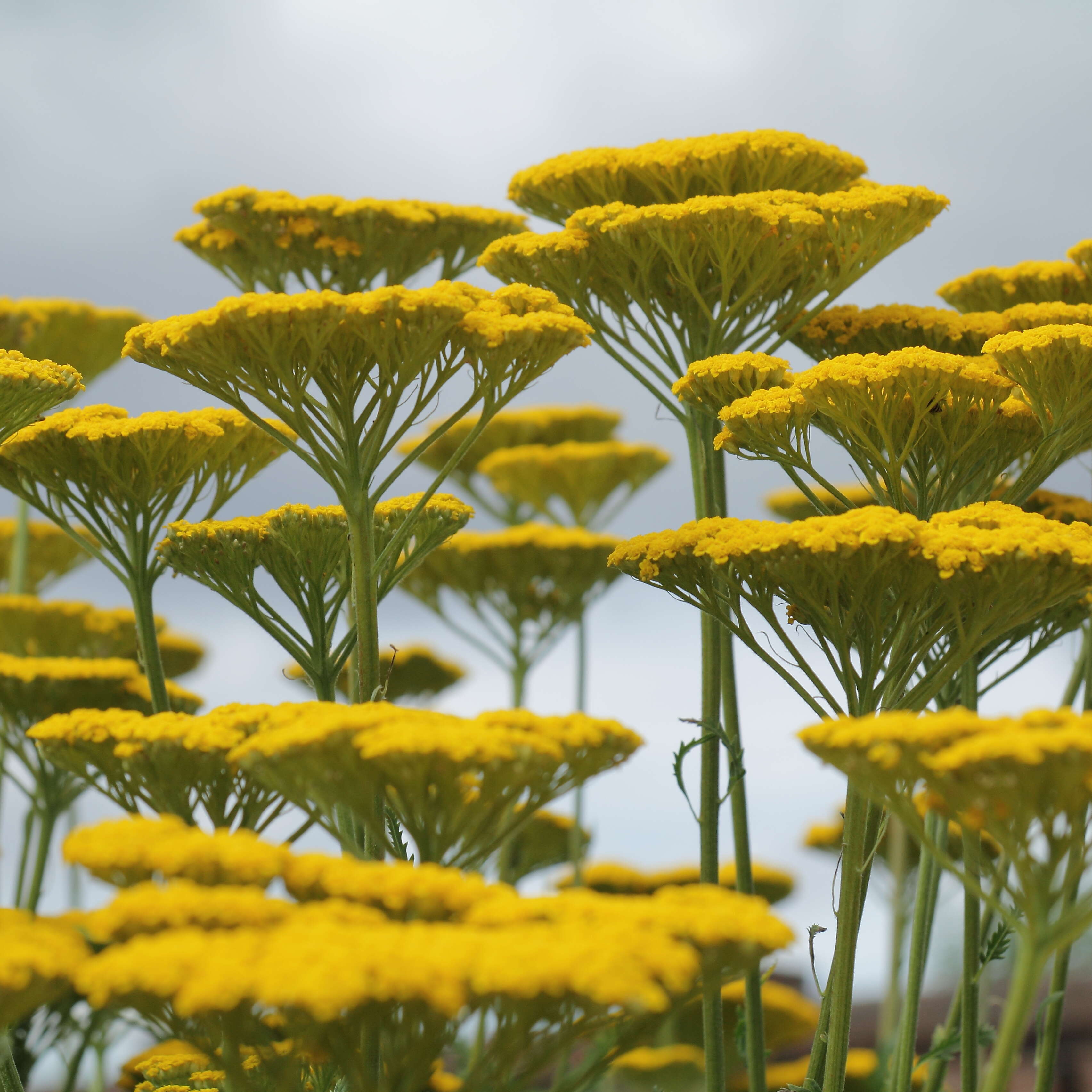 Imagem de Achillea filipendulina Lam.