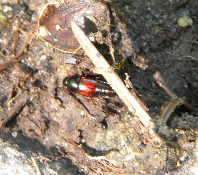 Image of Tachinus (Tachinus) rufipennis Gyllenhal 1810