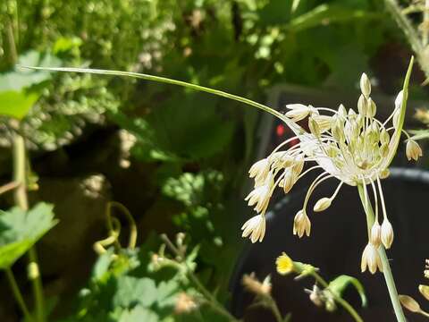 Image of Allium paniculatum subsp. longispathum (Redouté) K. Richt.