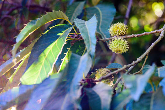 Image of Chinese cork oak