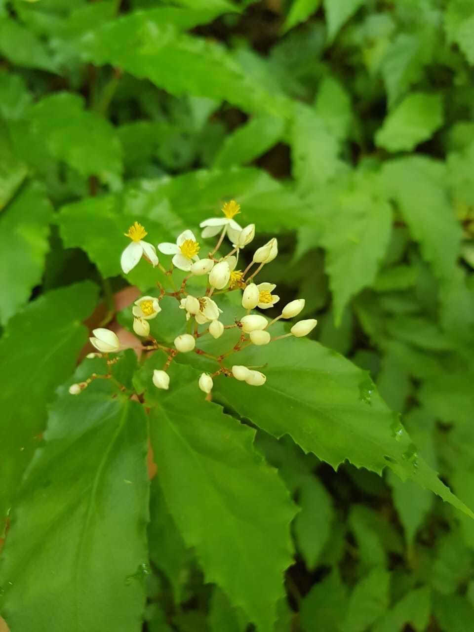 Image of Begonia catharinensis Brade