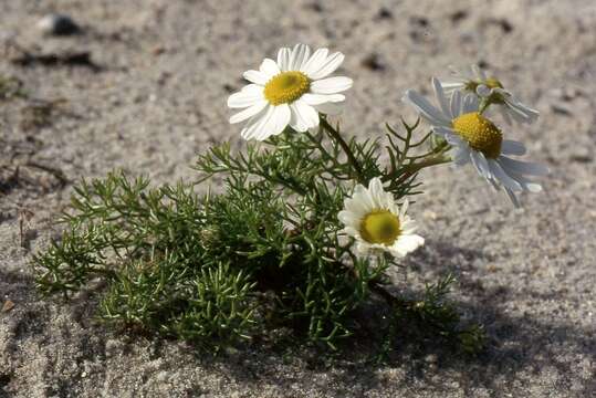 Image of false mayweed