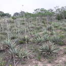 Sivun Yucca pallida McKelvey kuva