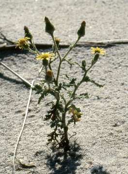 Image of sticky groundsel