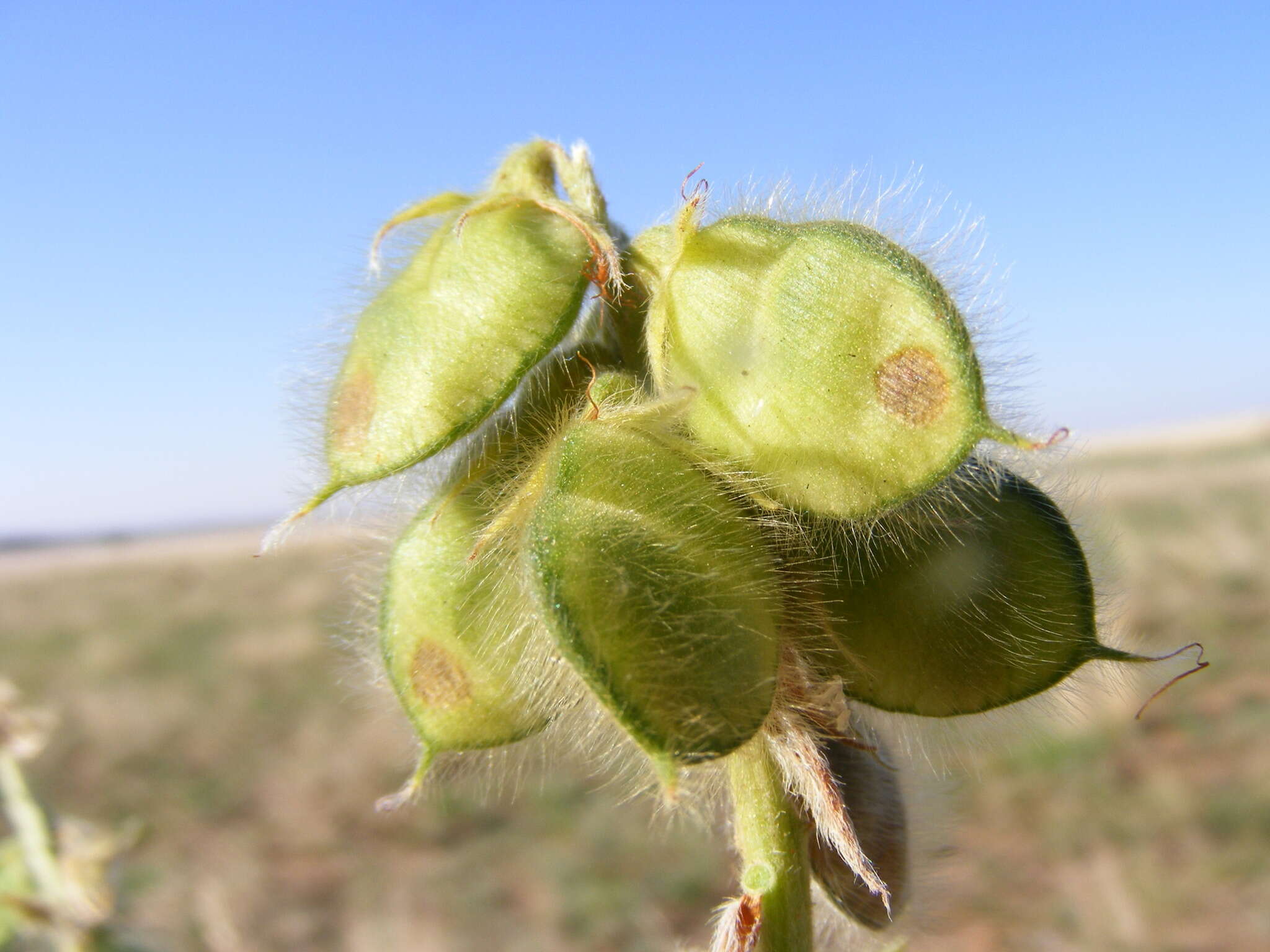 Image of Eriosema burkei Harv.