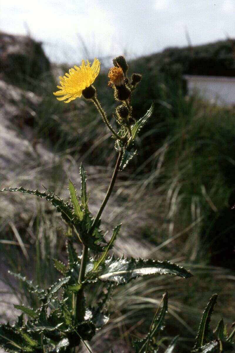 Plancia ëd Sonchus arvensis L.