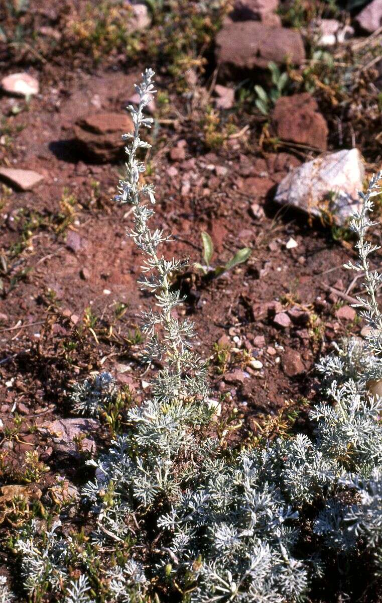 Sivun Artemisia maritima kuva