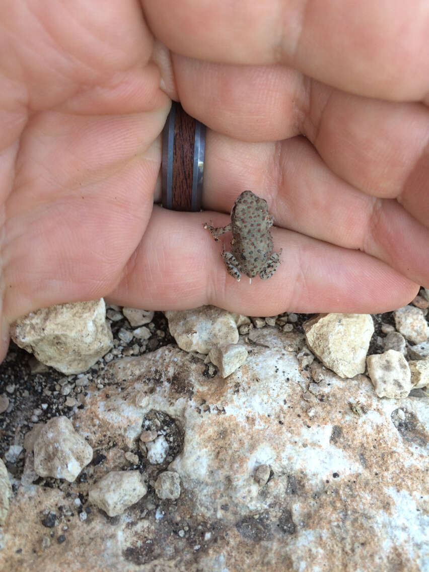 Plancia ëd Anaxyrus punctatus (Baird & Girard 1852)