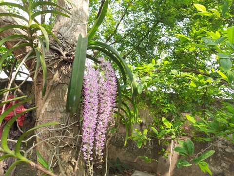 Слика од Rhynchostylis retusa (L.) Blume