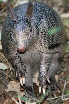 Image of long-nosed armadillos