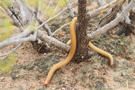 Image de Larrea tridentata (Sesse & Moc. ex DC.) Coult.