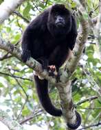 Image of Ecuadorian Mantled Howling Monkey