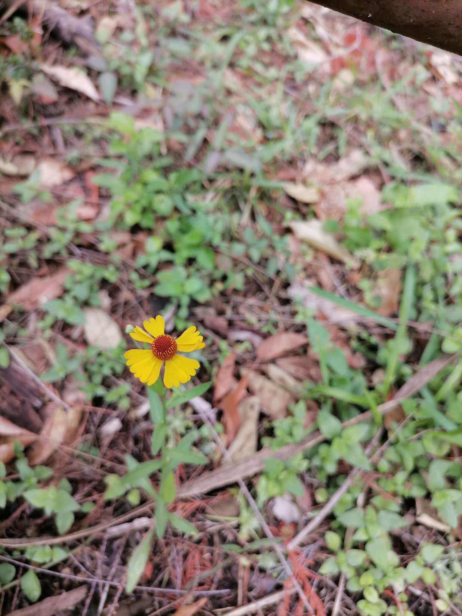 Image of longdisk sneezeweed