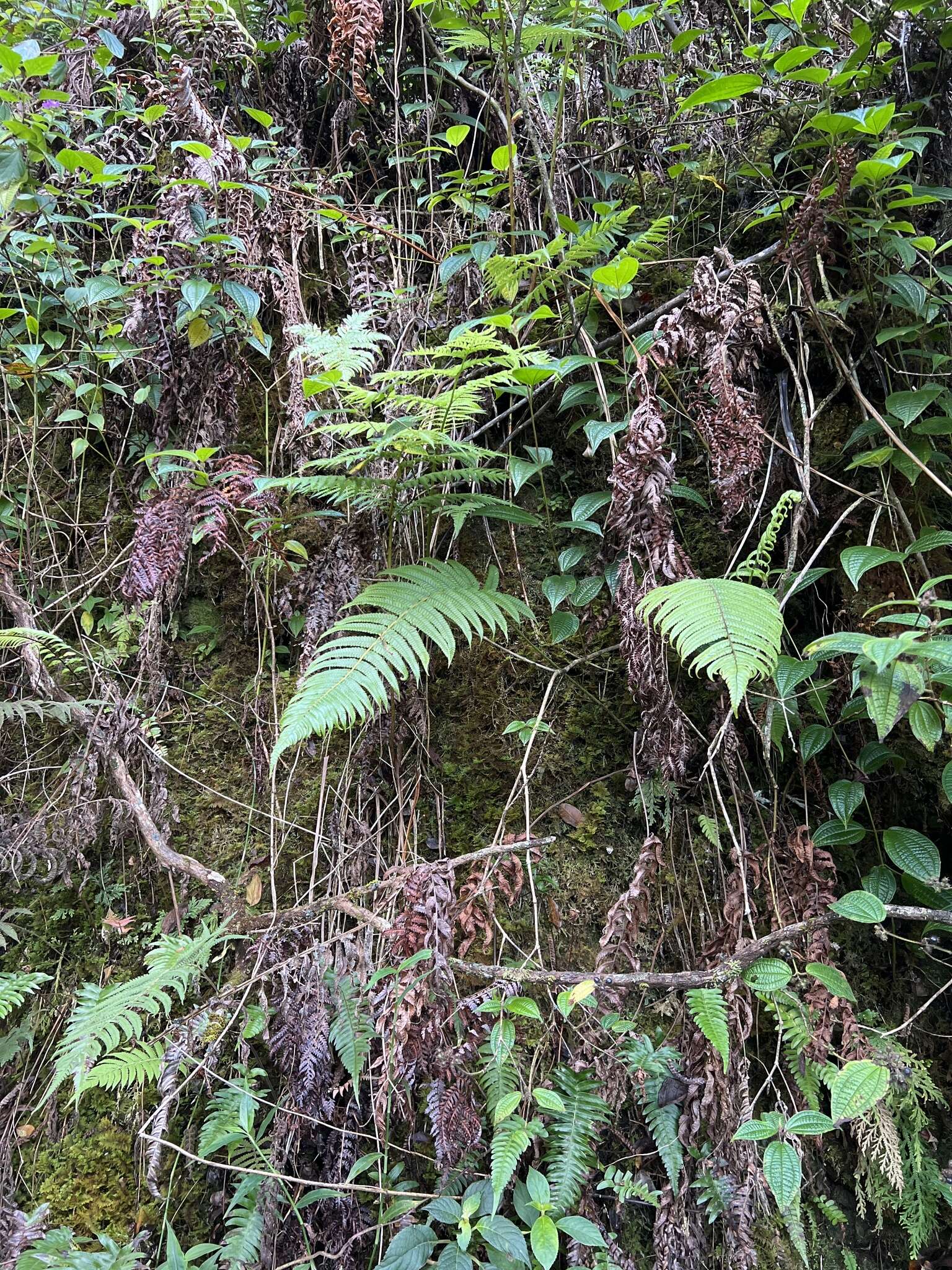 Image of Hoiokula sandwicensis (Brack.) S. E. Fawc. & A. R. Sm.