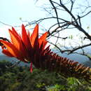 Erythrina stricta Roxb. resmi