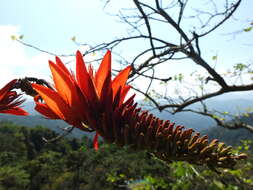 Erythrina stricta Roxb. resmi