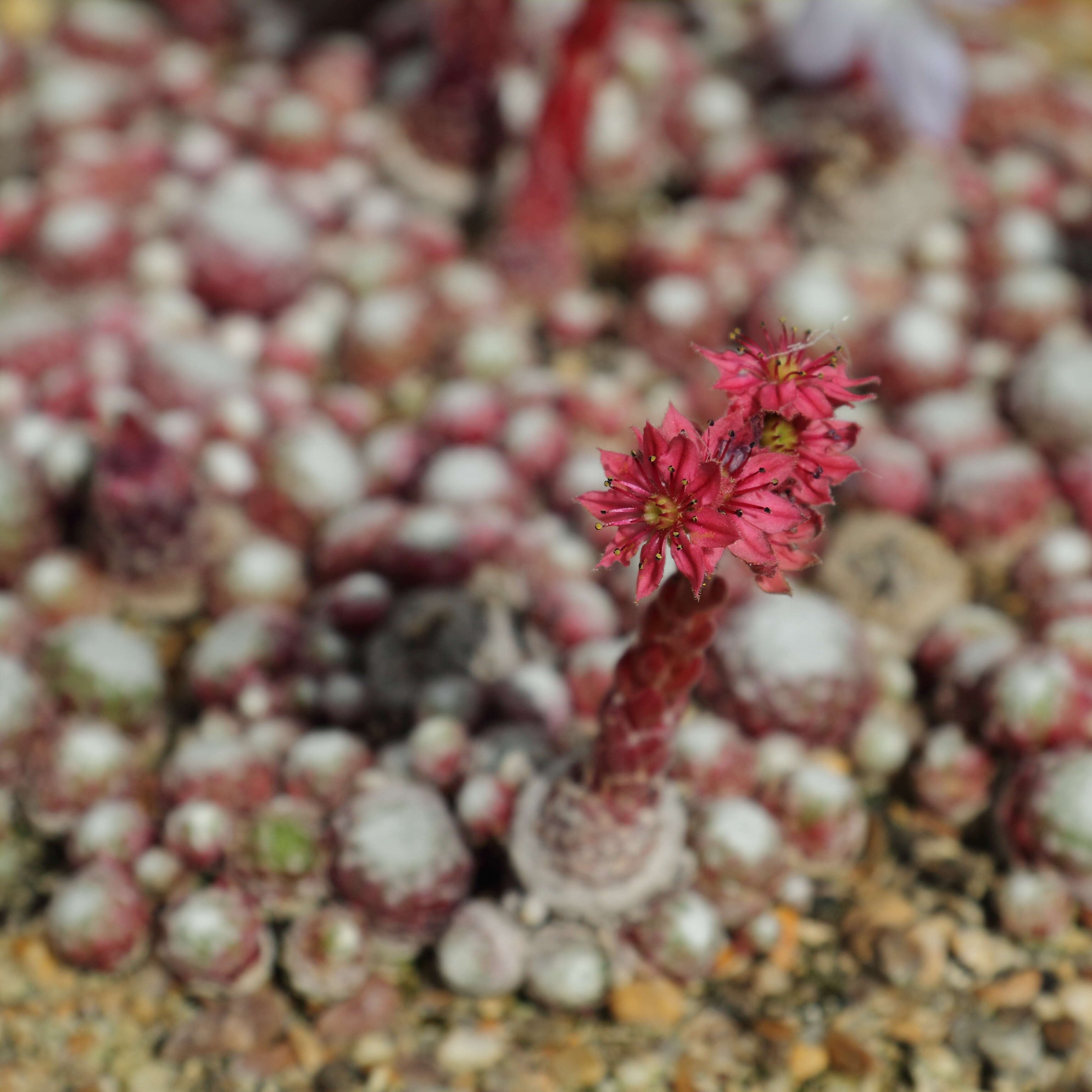 Image of Cobweb Houseleek