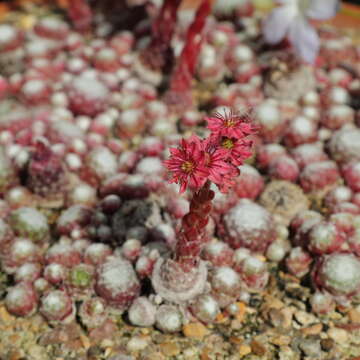 Image of Cobweb Houseleek