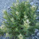 Слика од Cirsium glabrum DC.