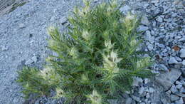 Слика од Cirsium glabrum DC.