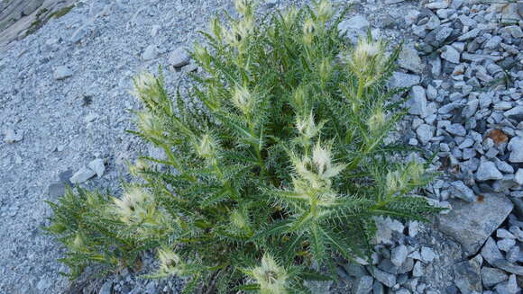 Plancia ëd Cirsium glabrum DC.