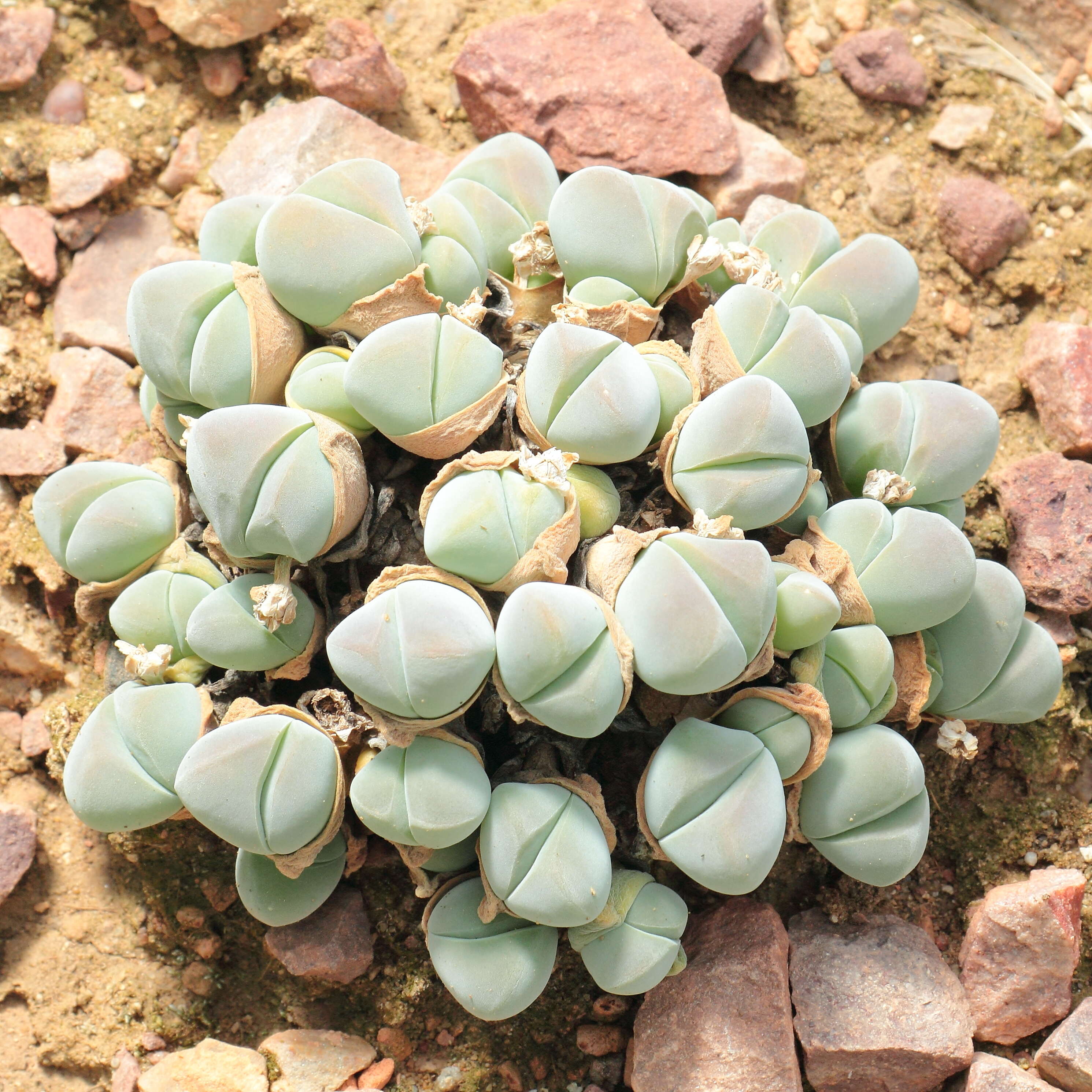 Imagem de Gibbaeum dispar N. E. Br.