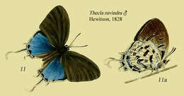 Imagem de Drupadia ravindra (Horsfield 1829)