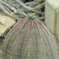 صورة Euphorbia obesa Hook. fil.