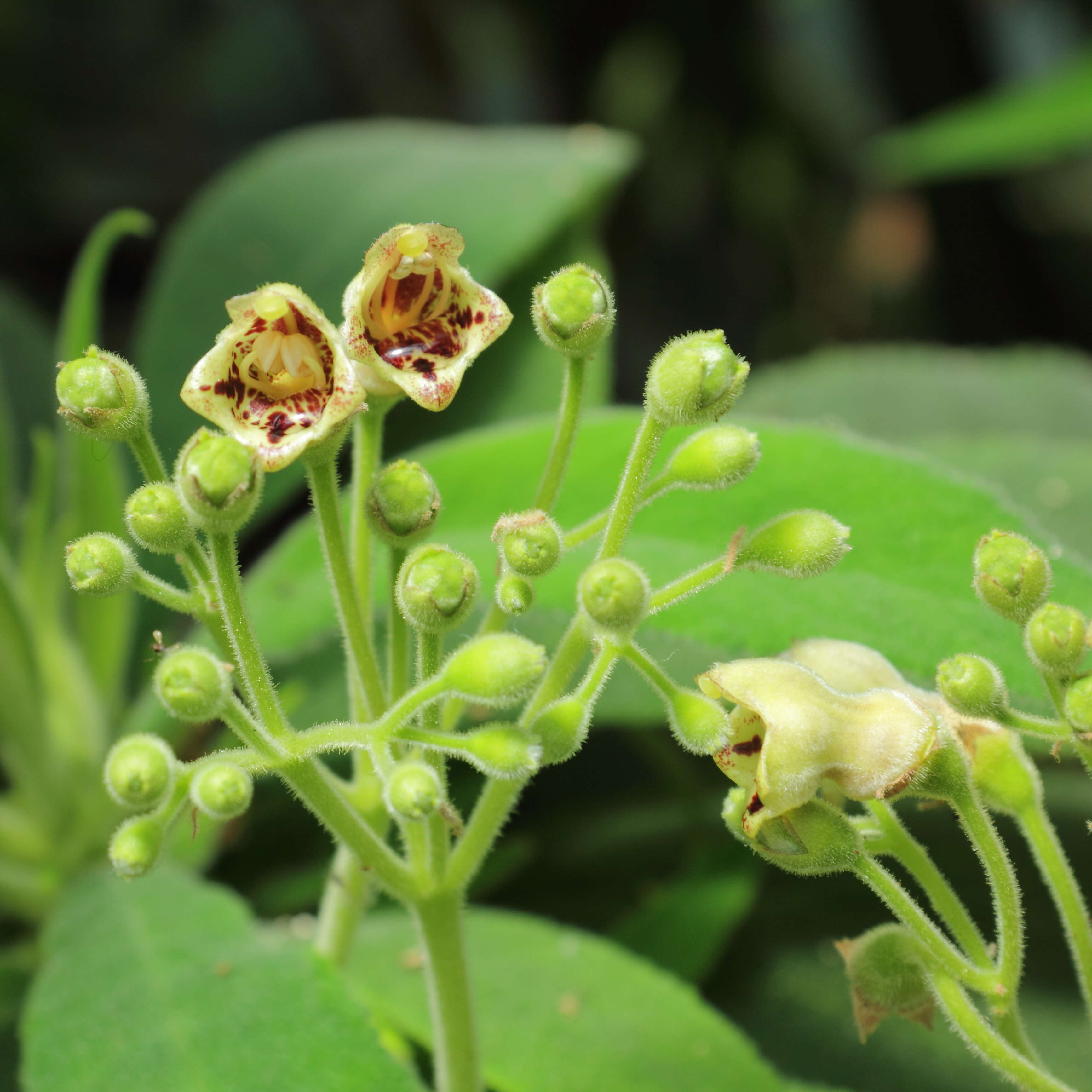 Imagem de Rhytidophyllum exsertum Griseb.