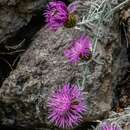 Image of Velvet Centaurea