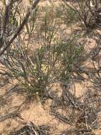 Image of Diosma ramosissima Bartl. & Wendl. fil.