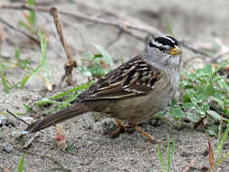 Image of White-crowned Sparrow