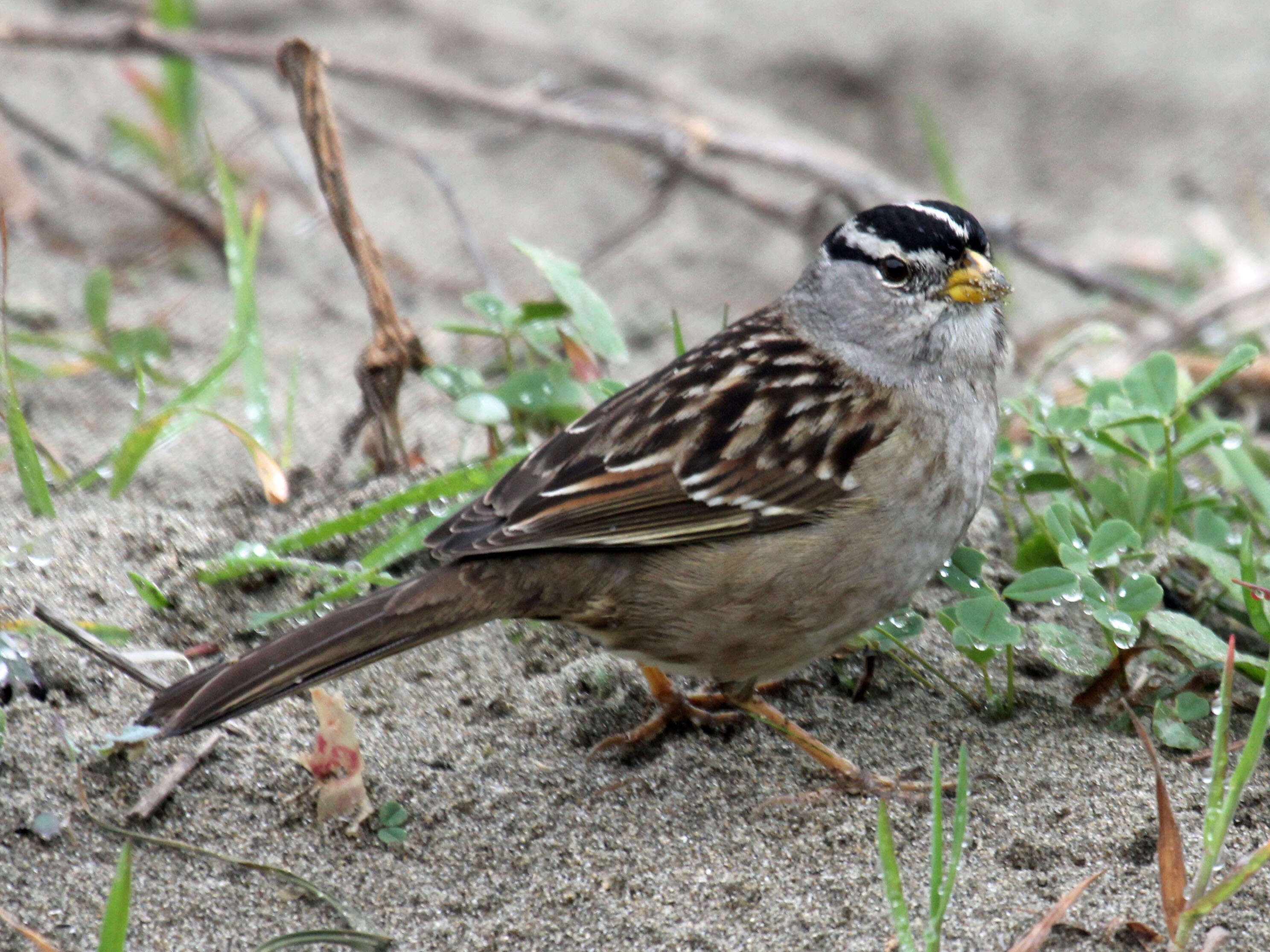 Image of White-crowned Sparrow