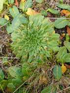 Image of Plantago triantha Spreng.