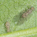 Image of Bark lice