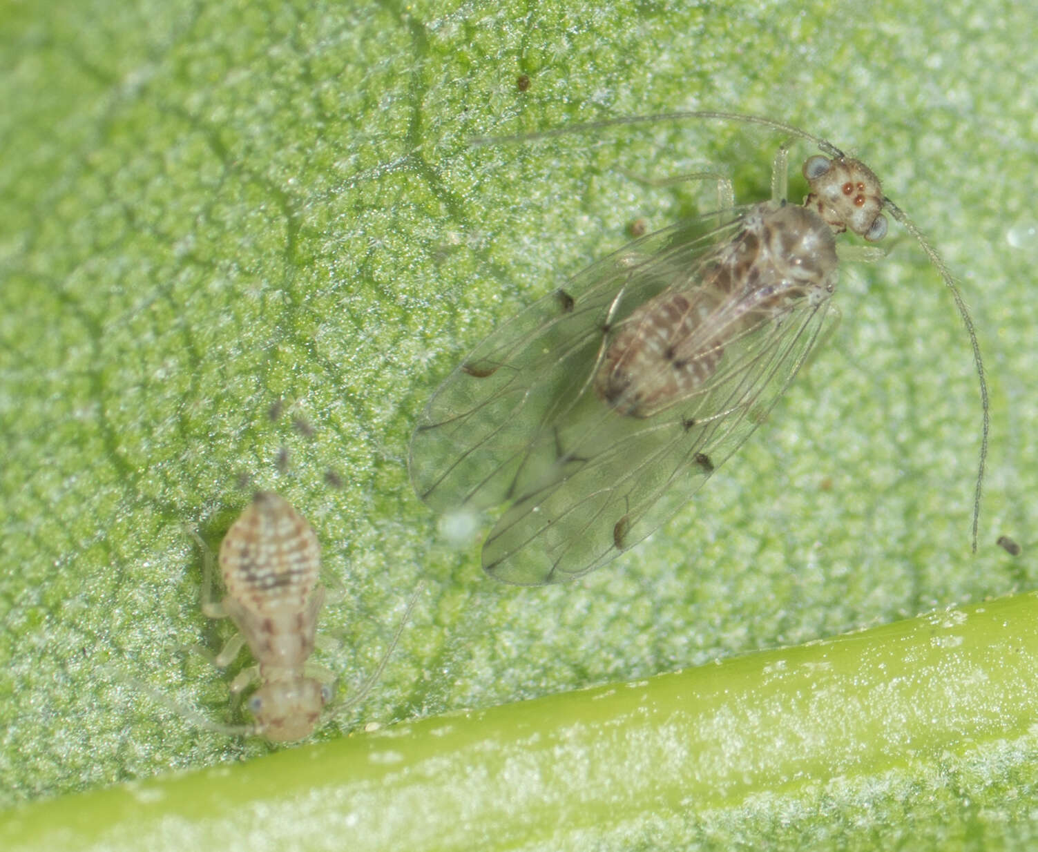 Image of Bark lice