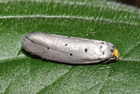 Image of Ethmia rhomboidella Walsingham 1897