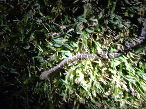 Image of Western Diamond-backed Rattlesnake