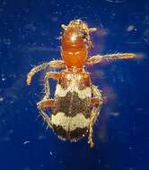 Image of Wavering Checkered Beetle