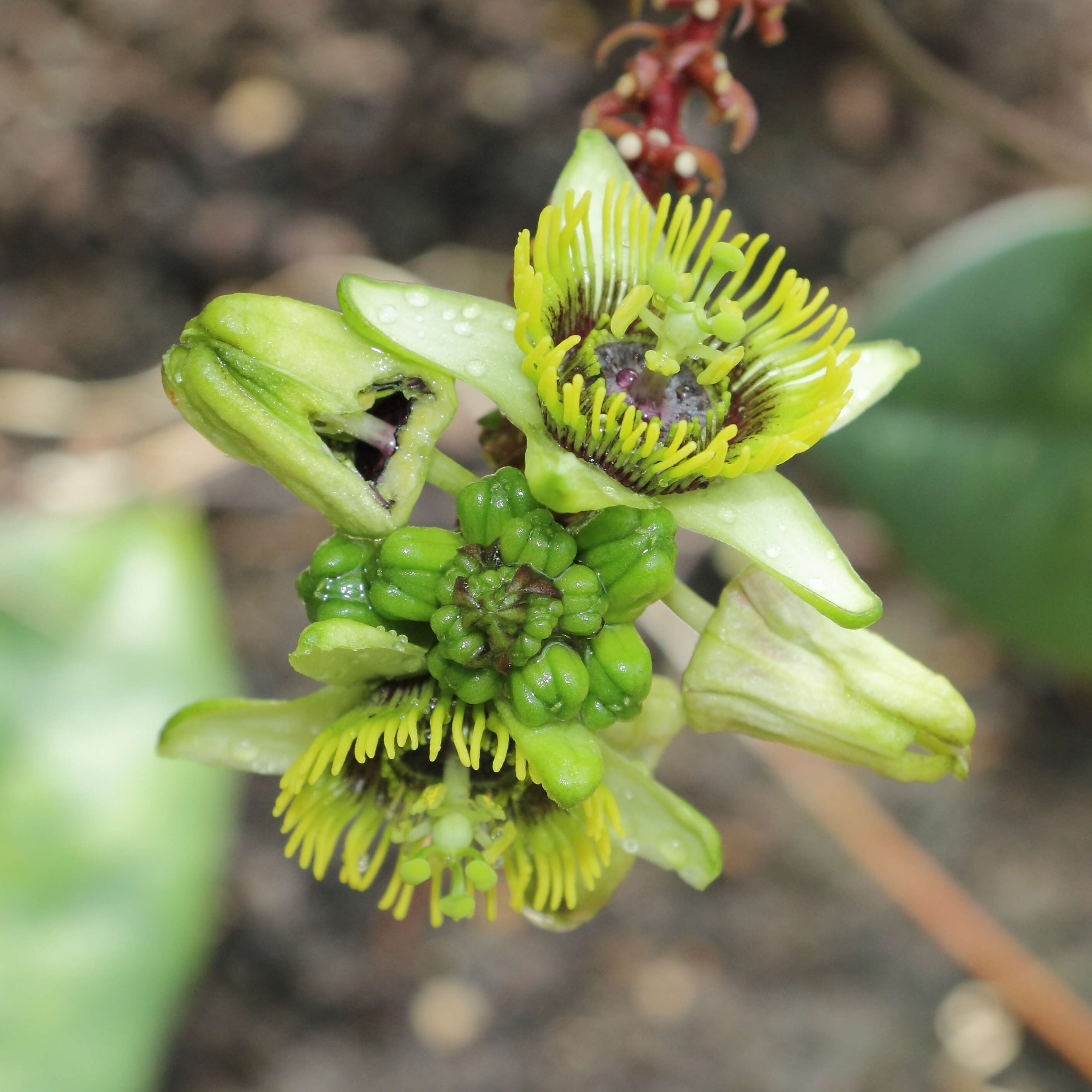 Image of Passiflora coriacea Juss.