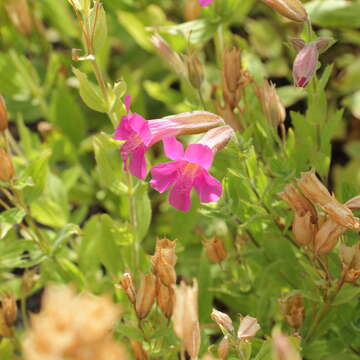 Image of Great Purple Monkey-Flower