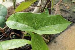 Image of Passiflora coriacea Juss.