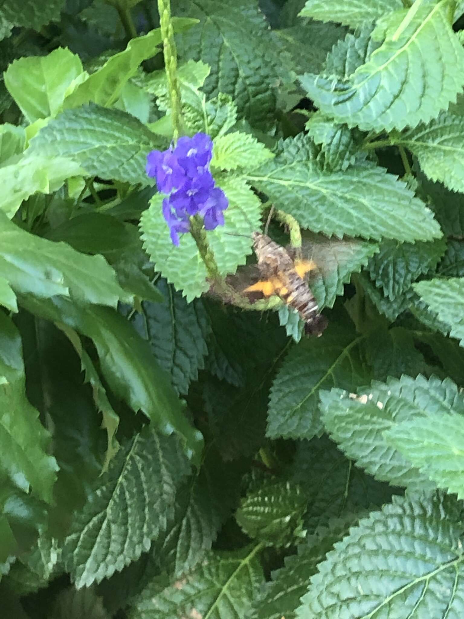 Image of Macroglossum neotroglodytus Kitching & Cadiou 2000