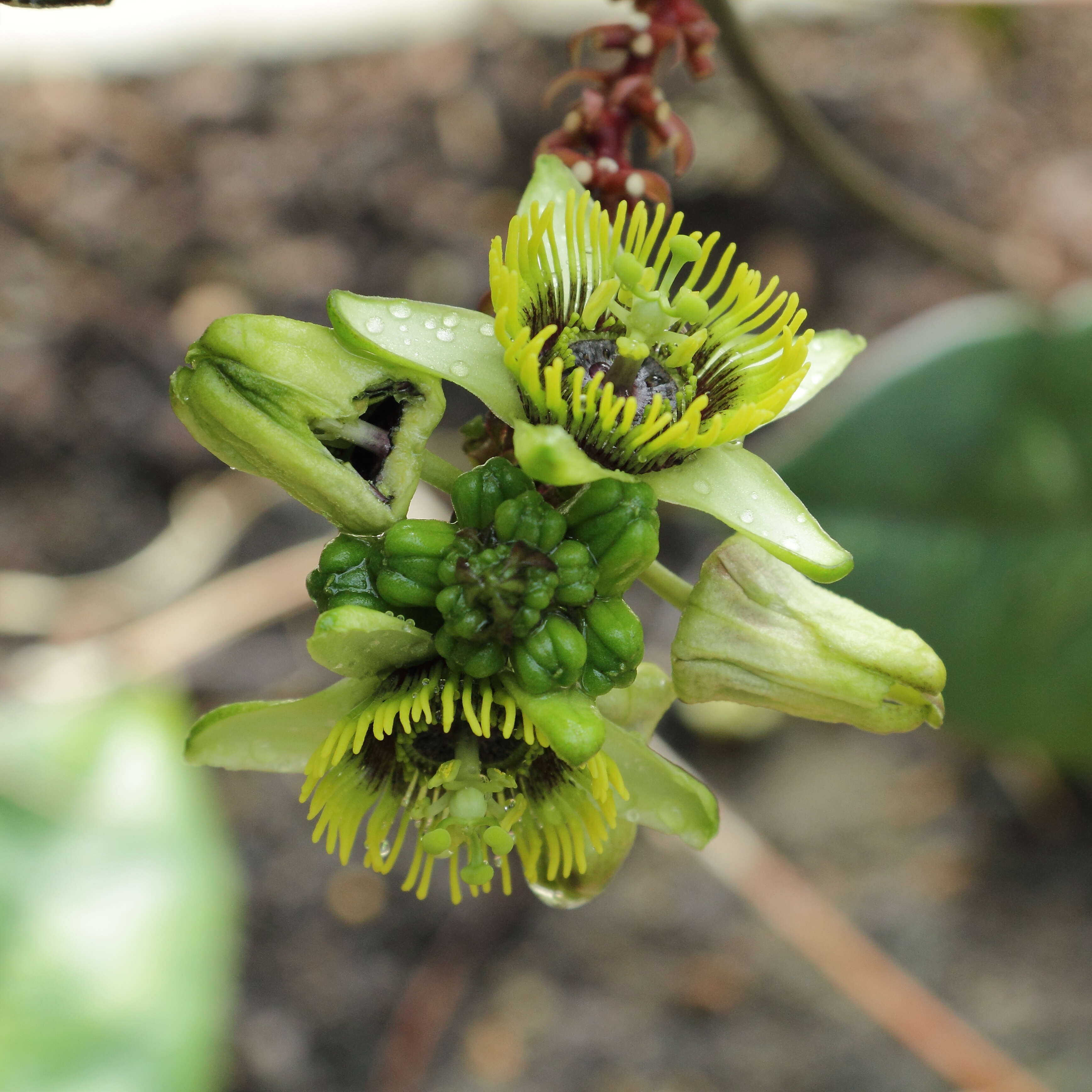 Image of Passiflora coriacea Juss.