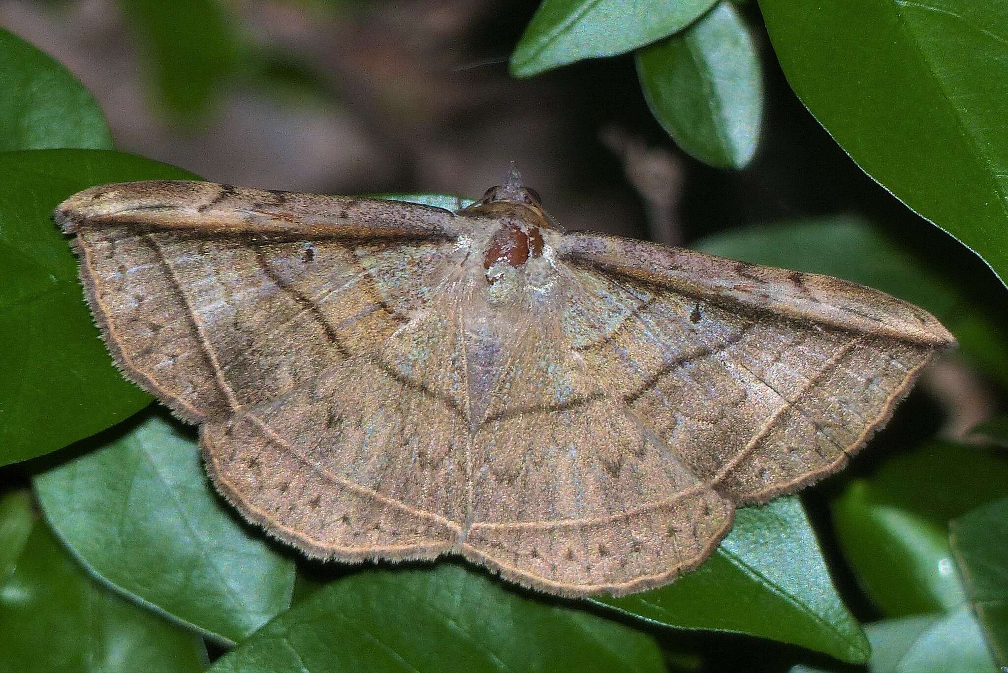 Sivun Entomogramma fautrix Guenée 1852 kuva